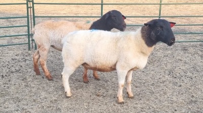 2X DORPER EWE JUNKER BOERDERY