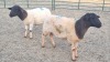 2X DORPER EWE JUNKER BOERDERY