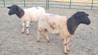 2X DORPER EWE JUNKER BOERDERY