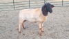 1X DORPER EWE JUNKER BOERDERY