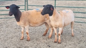 2X DORPER EWE JUNKER BOERDERY