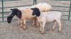 4X DORPER RAM JUNKER BOERDERY