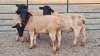 4X DORPER RAM JUNKER BOERDERY