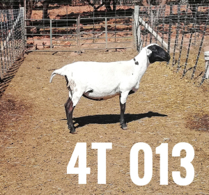 1 x DRAUGHTLANDER OOI/EWE Clinton Cilliers