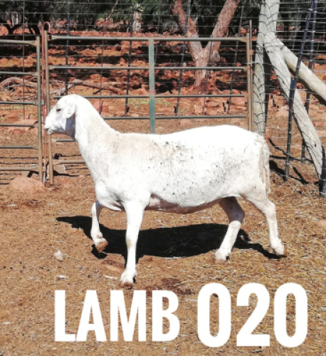 1 x DRAUGHTLANDER OOI/EWE Clinton Cilliers