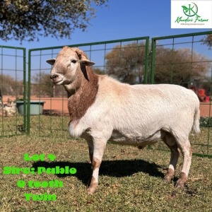 LOT 4 1X VELDMASTER RAM O.MOSEKI