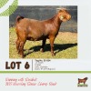 LOT 6 1X KALAHARI RED DOE BUSHRA STUD