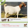 LOT 5 1X BOERGOAT DOE BUSHRA STUD