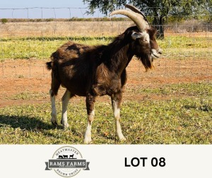 LOT 8 1X TOGGENBERG BUCK OSCAR RAMONAMENG