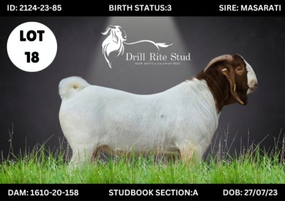 LOT 18 1X BOERGOAT BUCK DRILL RITE STUD