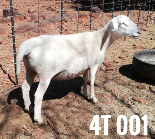 1 x DRAUGHTLANDER OOI/EWE Clinton Cilliers
