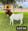 LOT 30 1X BOERGOAT BUCK MICHAEL BUZWANI