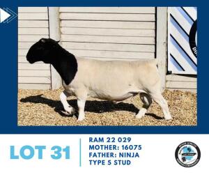 LOT 31 1X BLACKHEAD DORPER RAM HENNIE SCHUTTE