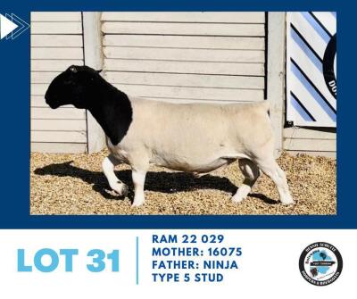 LOT 31 1X BLACKHEAD DORPER RAM HENNIE SCHUTTE