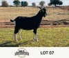 LOT 7 1X BRITISH ALPINE BUCK OSCAR RAMONAMENG