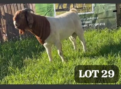 LOT 29 1X BOERGOAT BUCK MICHAEL BUZWANI