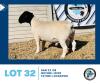 LOT 32 1X BLACKHEAD DORPER RAM HENNIE SCHUTTE