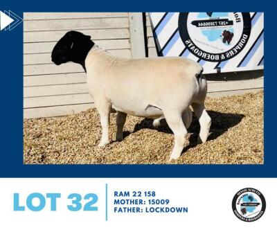 LOT 32 1X BLACKHEAD DORPER RAM HENNIE SCHUTTE