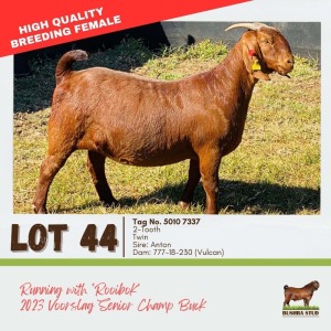 LOT 44 1X KALAHARI RED DOE BUSHRA STUD