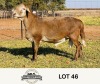 LOT 46 1X MEATMASTER RAM OSCAR RAMONAMENG