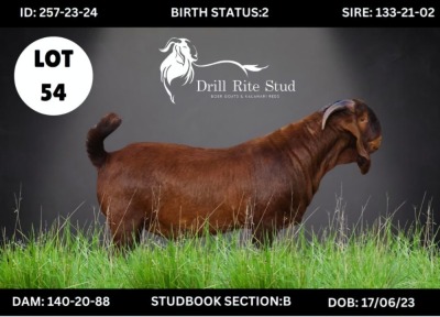 LOT 54 1X KALAHARI RED BUCK DRILL RITE STUD