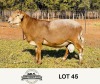 LOT 45 1X MEATMASTER RAM OSCAR RAMONAMENG