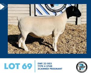 LOT 69 1X BLACKHEAD DORPER EWE HENNIE SCHUTTE