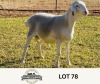 LOT 78 1X VAN ROOY RAM OSCAR RAMONAMENG