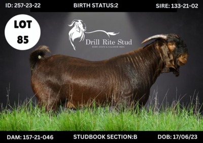 LOT 85 1X KALAHARI RED BUCK DRILL RITE STUD