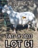 LOT 61 1X MEATMASTER RAM BOTSWAGRI