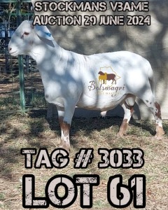 LOT 61 1X MEATMASTER RAM BOTSWAGRI