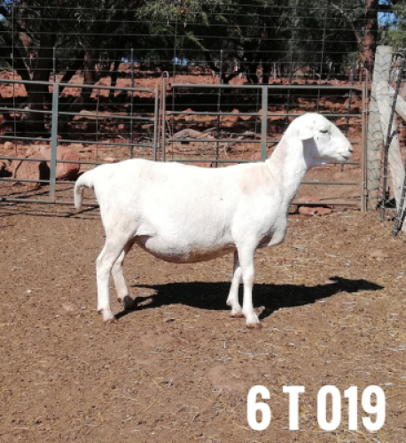 1 x DRAUGHTLANDER OOI/EWE Clinton Cilliers