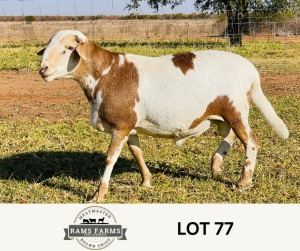 LOT 77 1X MEATMASTER RAM OSCAR RAMONAMENG