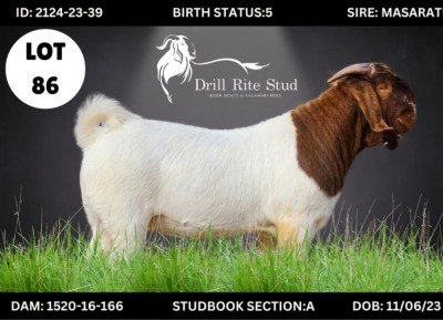 LOT 86 1X BOERGOAT BUCK DRILL RITE STUD