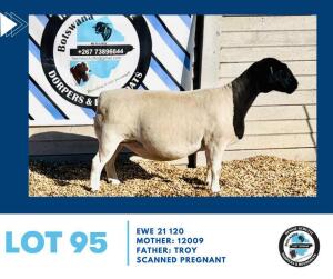 LOT 95 1X BLACKHEAD DORPER EWE HENNIE SCHUTTE