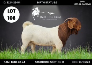 LOT 108 1X BOERGOAT BUCK DRILL RITE STUD