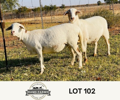 LOT 102 2X MEATMASTER EWE OSCAR RAMONAMENG