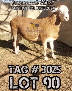 LOT 90 1X MEATMASTER RAM BOTSWAGRI