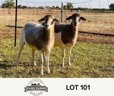 LOT 101 2X MEATMASTER EWE OSCAR RAMONAMENG