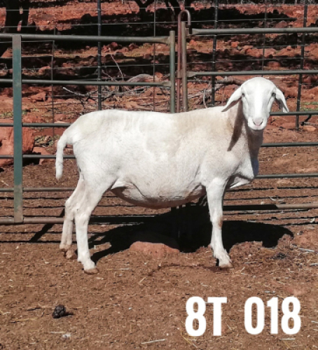 1 x DRAUGHTLANDER OOI/EWE Clinton Cilliers