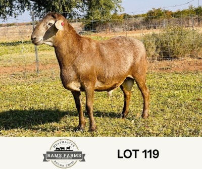 LOT 119 1X MEATMASTER RAM OSCAR RAMONAMENG