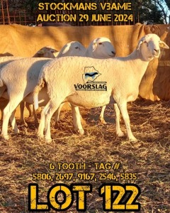 LOT 122 5X MEATMASTER EWE VOORSLAG