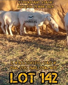 LOT 142 5X MEATMASTER EWE VOORSLAG