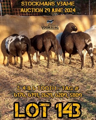 LOT 143 5X MEATMASTER EWE VOORSLAG