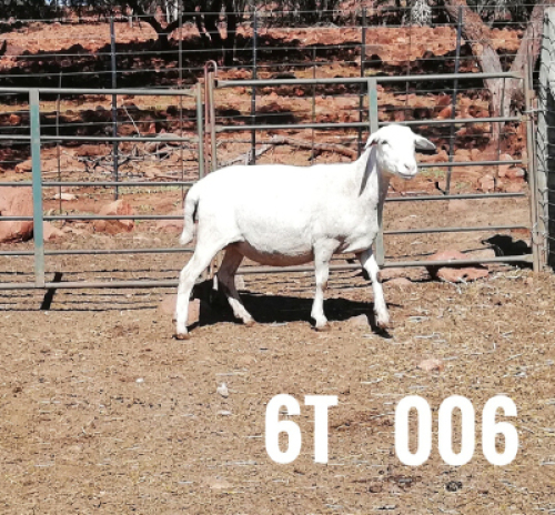 1 x DRAUGHTLANDER OOI/EWE Clinton Cilliers