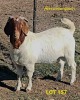 LOT 157 1X BOERGOAT BUCK BRAAM VENTER