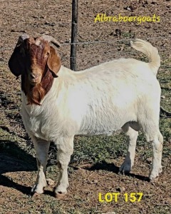 LOT 157 1X BOERGOAT BUCK BRAAM VENTER