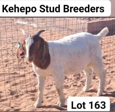 LOT 163 WITHDRAWN - 1X BOERGOAT BUCK PUNAJE KEHETO