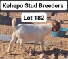 LOT 182 WITHDRAWN - 1X BOERGOAT BUCK PUNAJE KEHETO