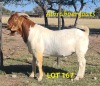 LOT 167 WITHDRAWN - 1X BOERGOAT BUCK BRAAM VENTER